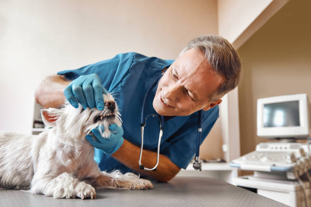 Best Emergency Broken Tooth Repair in Ponderay, ID
